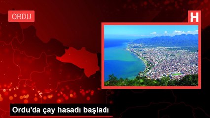 Ordu'da çay hasadı başladı