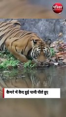 कैमरे में कैद हुई पानी पीते हुए बाघिन