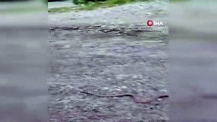 Tunceli'de görüntülendi: Türkiye'de yaşayan en büyük yılanlardan!