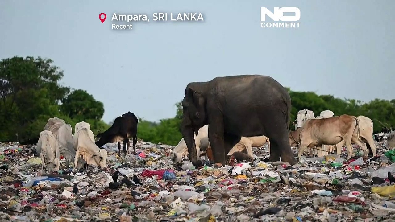 Weil Elefanten dran sterben können: Sri Lanka will Plastiktüten verbieten