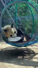 Ice Cube Fell The Ground And Panda Cant Pick It Up