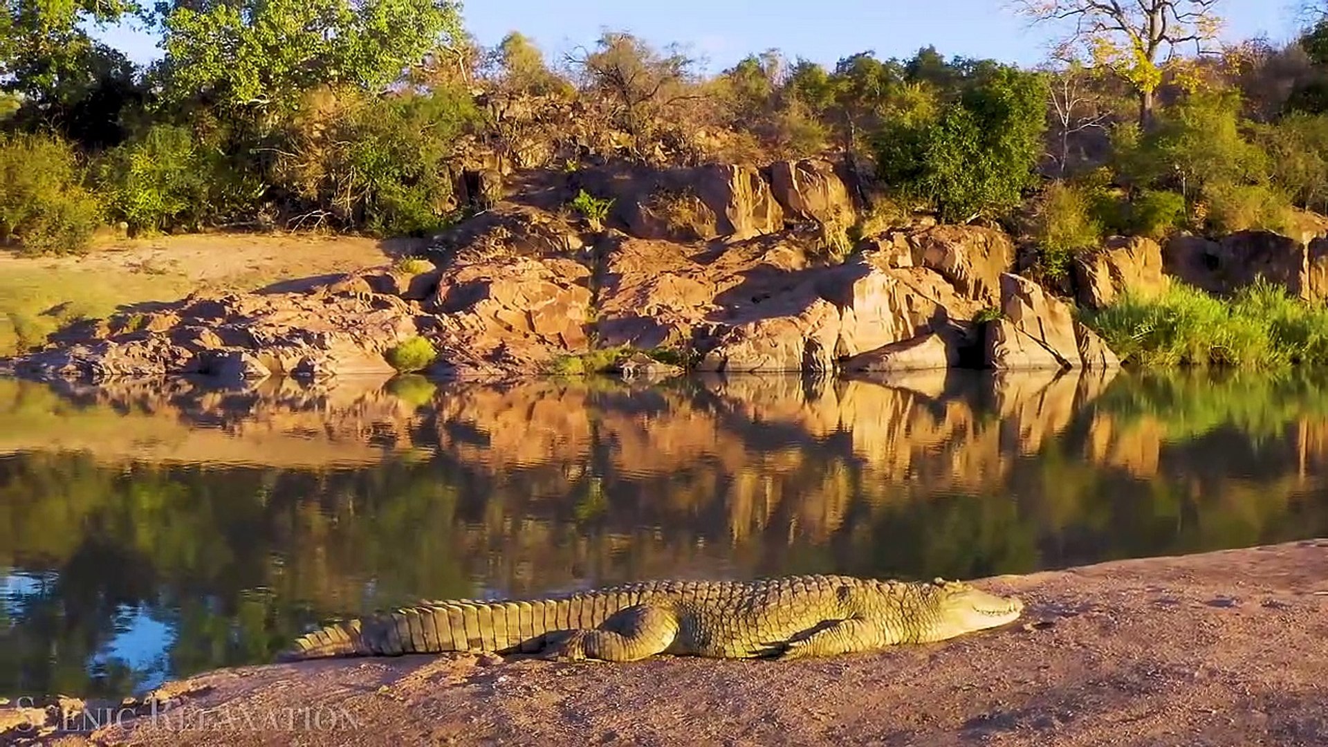 African Safari 4K - Scenic Wildlife Film With African Music