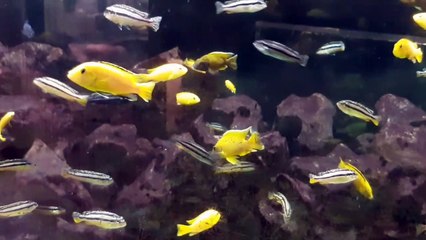 Watch: Summer 2023 at Tilgate Nature Centre