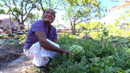 Indígenas miskitas en Honduras le apuestan a la agricultura sostenible y ancestral
