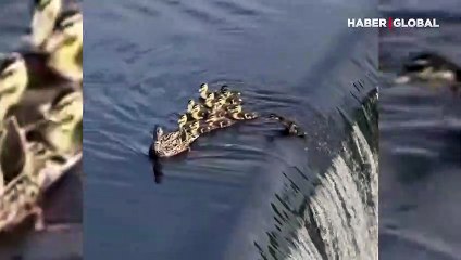 Sürüden çıkıp akıntıya takılan ördek yavrusuna, beklenmedik son!