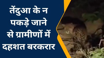 देखिए नहीं पकड़ में आया खतरनाक तेंदुआ, दिन भर चलाया गया सर्च ऑपरेशन