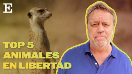 Top 5 de Nadal: 5 lugares para ver animales en libertad