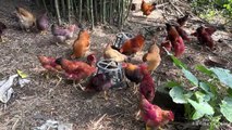 The kitten is very angry !The rooster and the hen bother the kittens to eat. cute and funny animal
