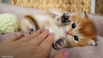 The Cutest Paws you've ever seen!