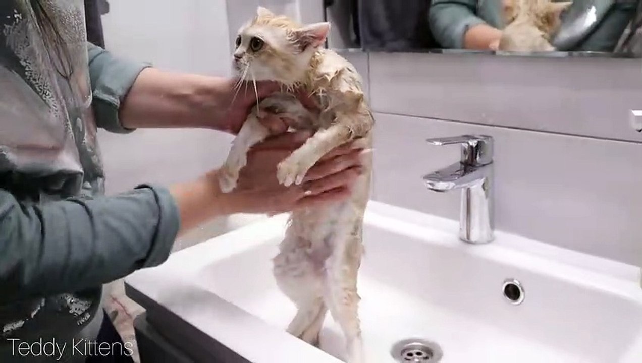 The First bath for a kitten