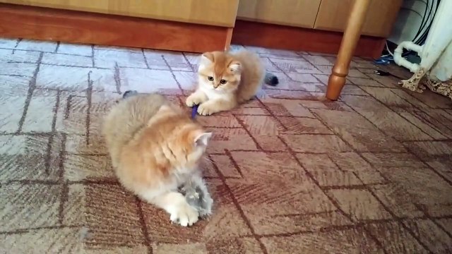 The Greedy Kitten Does Not Want to Share the Toy and Growls _ Funny Video 2019