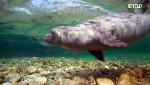 Our Planet (2019) Saison 2 - Trailer (EN)