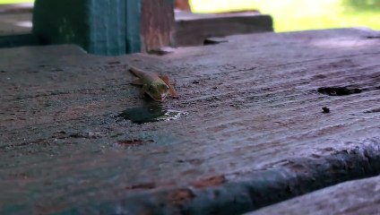 Gros plan de l'eau potable de Gecko