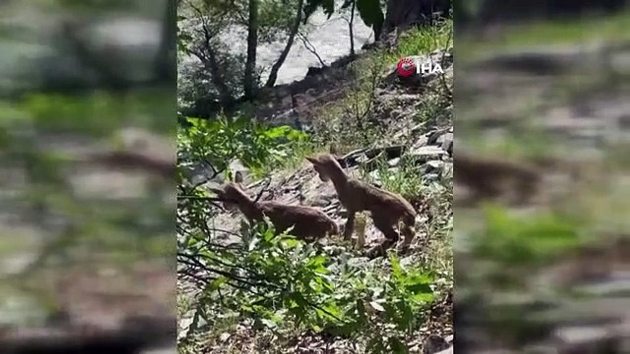 Des bébés chèvres sauvages orphelins sont confiés à la mère de lait