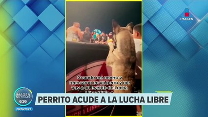 VIDEO: Perrito disfruta de función de lucha libre