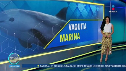 Existen entre 10 y 13 ejemplares de la vaquita marina