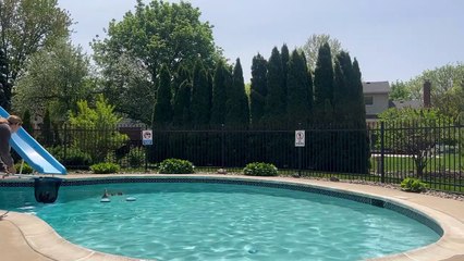 Une femme aide les canetons à sortir de la piscine