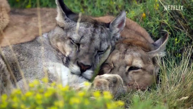 Our Planet (2019) Saison 2 - Teaser (EN)