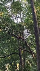 Leopard (तेंदुआ) Spotted In Jim Corbett 