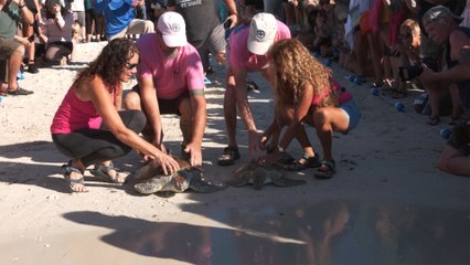 World Ocean Day: WATCH as sea turtles released back into wild after life-saving treatment