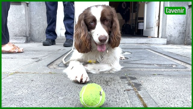 Les chiens policiers ont le flair pour trouver du cash