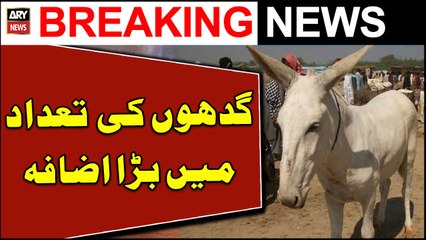 Pakistan’s donkey population increases by 100,000