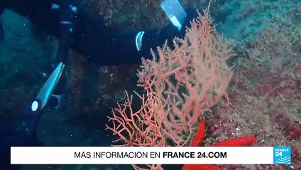 Día Mundial de los Océanos: gorgonias, una esperanza contra el cambio climático