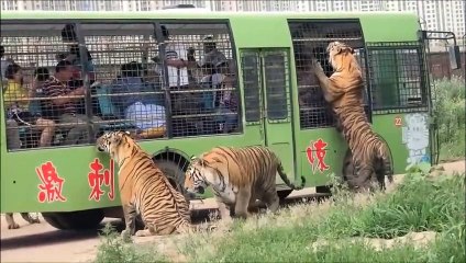 Un parc animalier incroyable entouré par les tigres de Sibérie