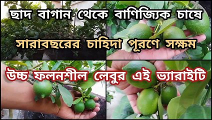 পর্যাপ্ত চাহিদা পূরণে সক্ষম লেবুর এই ভ্যারাইটি ।।  Lemon plant