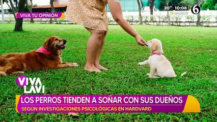 Video herunterladen: Los perros tienden a soñar con sus dueños según investigadores