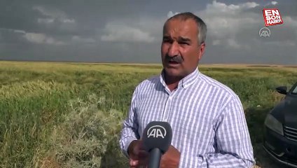 Şırnak semalarında artık zirai ilaçlama yapan ZİHA'lar uçuyor