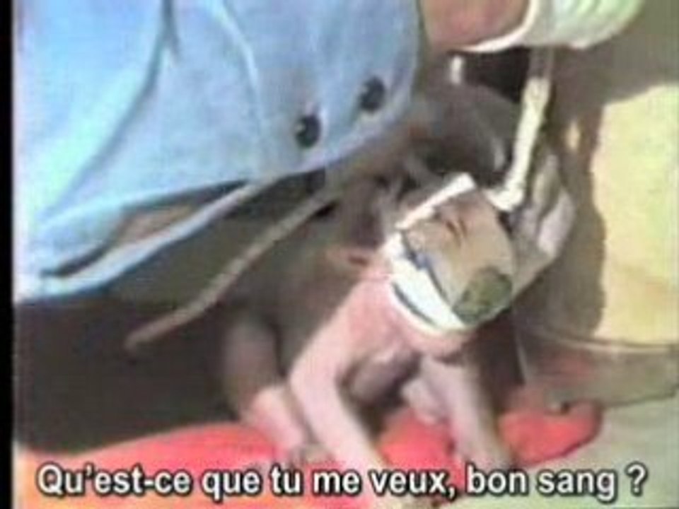 Free_me_french_sub_med