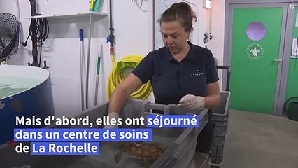 Sur l'île de Ré, des tortues retrouvent l'océan après avoir été soignées