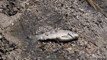 Ucraina, un mare di pesci morti dopo la distruzione della diga Kakhovka