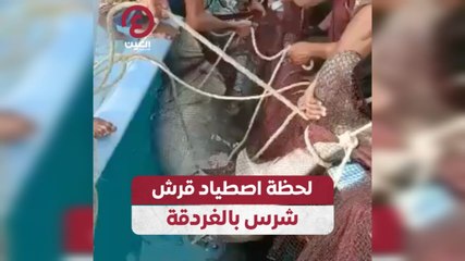 لحظة اصطياد قرش شرس بالغردقة