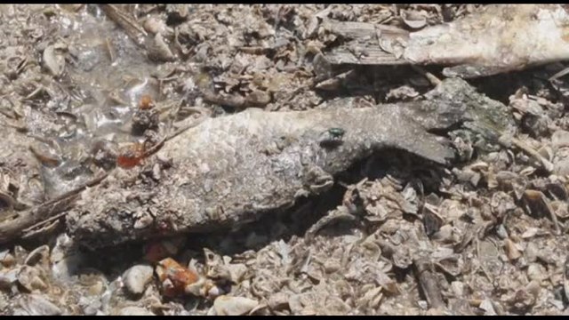 Ucraina, un mare di pesci morti dopo la distruzione della diga Kakhovka