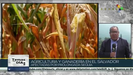 Temas Del Día 08-06: Más de 160 incendios forestales se encuentran activos en Quebec, Canadá