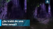 ¿Nunca existió? Esto dicen las autoridades sobre el gorila suelto en Hidalgo