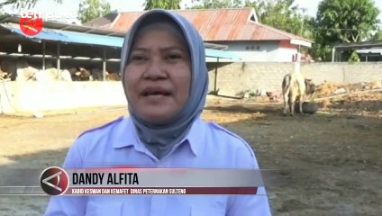 Arjuna, Sapi Kurban Presiden Jokowi Berbobot 940 Kilogram untuk Warga Sulteng