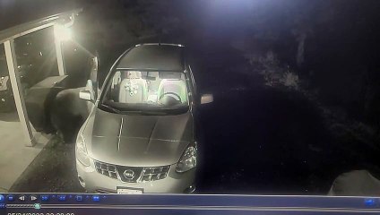 L'ours se sert dans les porte-gobelets de la voiture