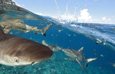 Sharks don't typically attack humans