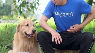 Dog and Humans relations as a care taker