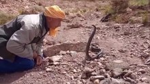 Hunting tripDangerous confrontation with the Great Viper