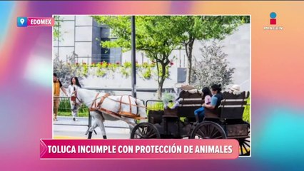 Toluca incumple con protección de animales