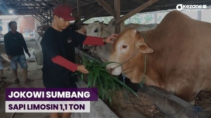 Presiden Jokowi Sumbangkan Sapi Limosin 1,1 Ton ke Warga Bangka Belitung