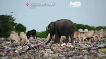 گله فیل‌های وحشی در جستجوی غذا در میان ضایعات پلاستیکی در سریلانکا