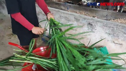 Jokowi Pilih Sapi Limosin 1,1 Ton untuk Kurban di Bangka Belitung