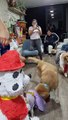 Perritos celebran cumpleaños con piñata