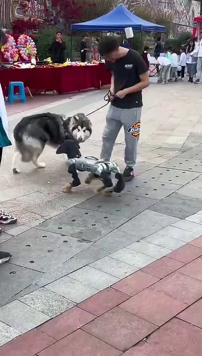 Dog funny video