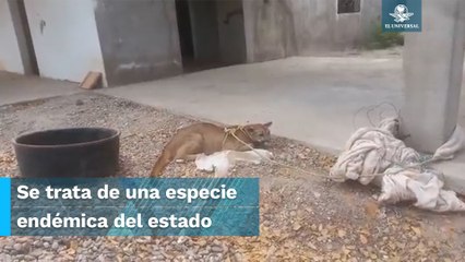 Encuentran a cachorro de puma abandonado y amarrado en una construcción en Sinaloa